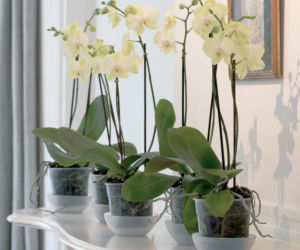 Storczyki Phalaenopsis