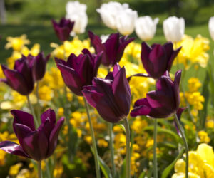 tuliapny3.jpg