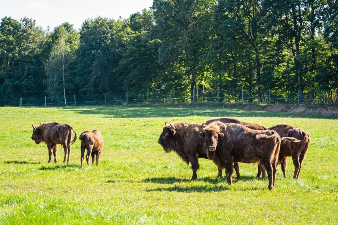 Zubry w JuraParku w Bałtowie