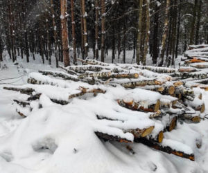 Michałowo. 36-latek wywoził drewno z lasu [ZDJĘCIA]