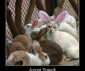 Memy: agent Tomek