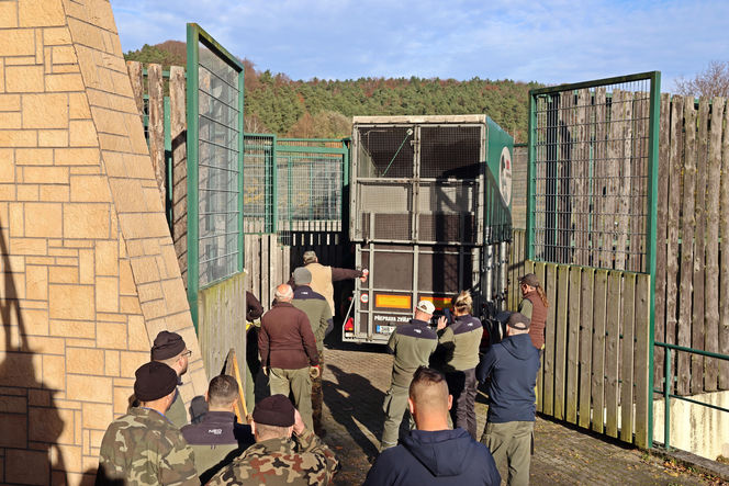 Nowa żyrafa w gdańskim ZOO