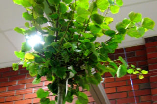 Lipa drobnolistna 'Green Globe' - Tilia cordata 'Green Globe'