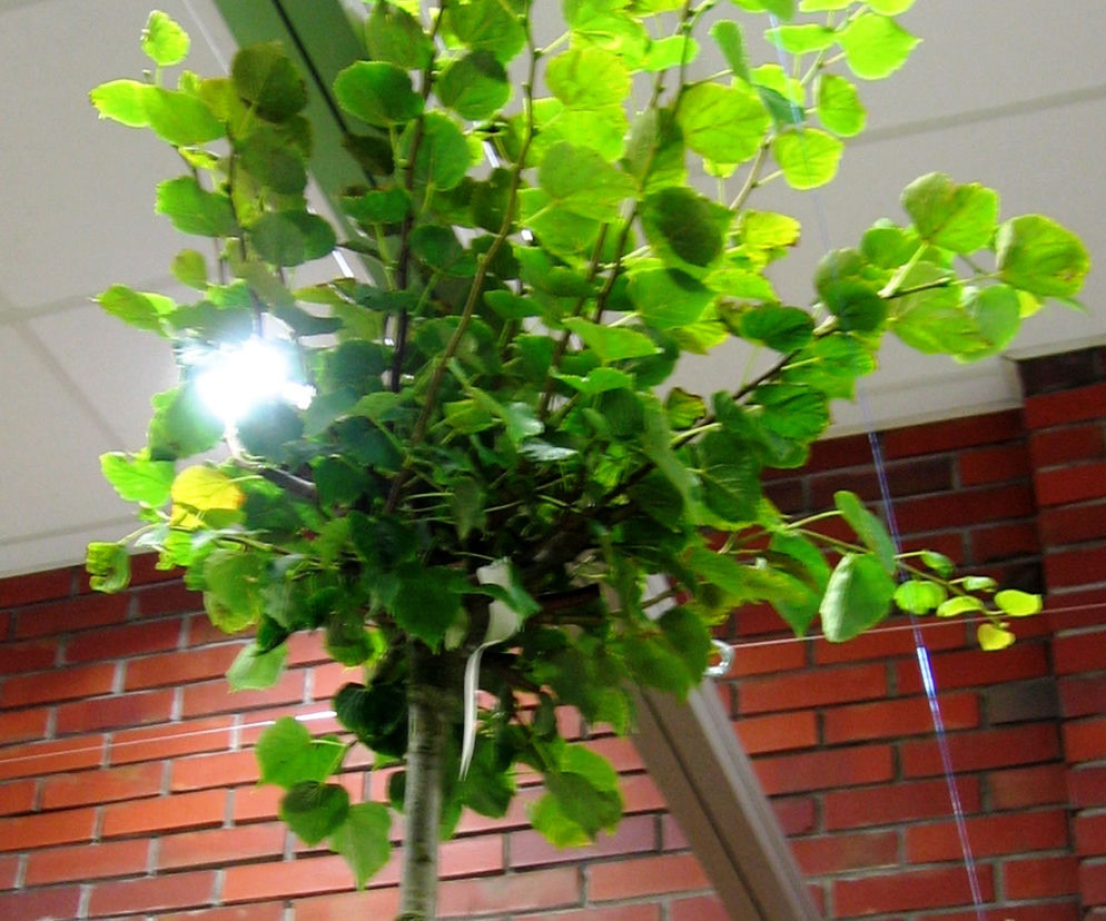 Lipa drobnolistna 'Green Globe' 