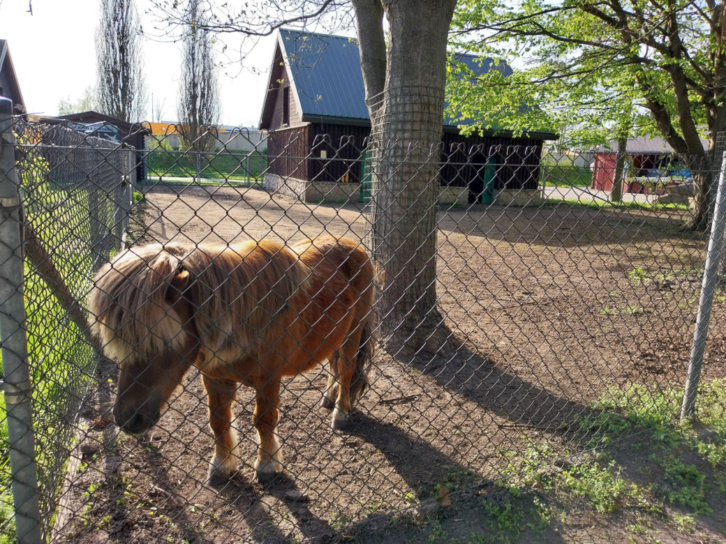 Wiosenny spacer w zamojskim zoo