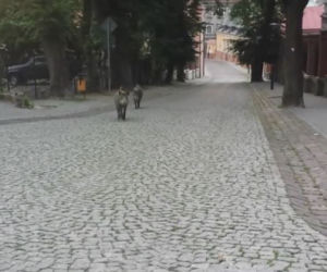 Dziki opanowały Przemyśl