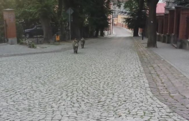 Dziki opanowały Przemyśl