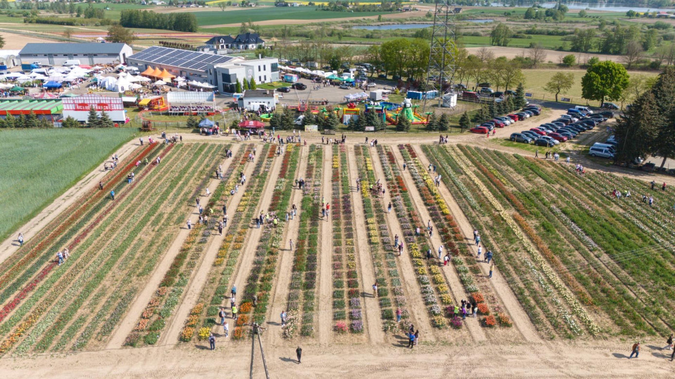 Święto Tulipanów 2025