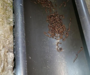 Krocionogi nie dają żyć mieszkańcom Strzemieszyc