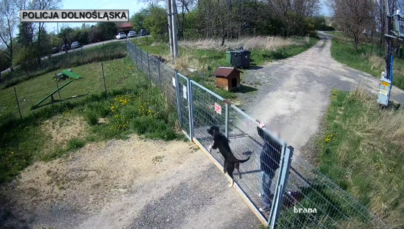 Sadysta rzucił psem przez ogrodzenie schroniska! Wszystko się nagrało. 