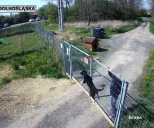 Sadysta rzucił psem przez ogrodzenie schroniska! Wszystko się nagrało. 
