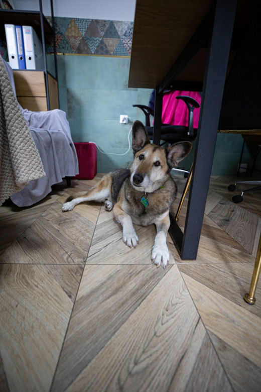 Przemyśl. U nich psy nie czekają na adopcję w klatkach [GALERIA]	