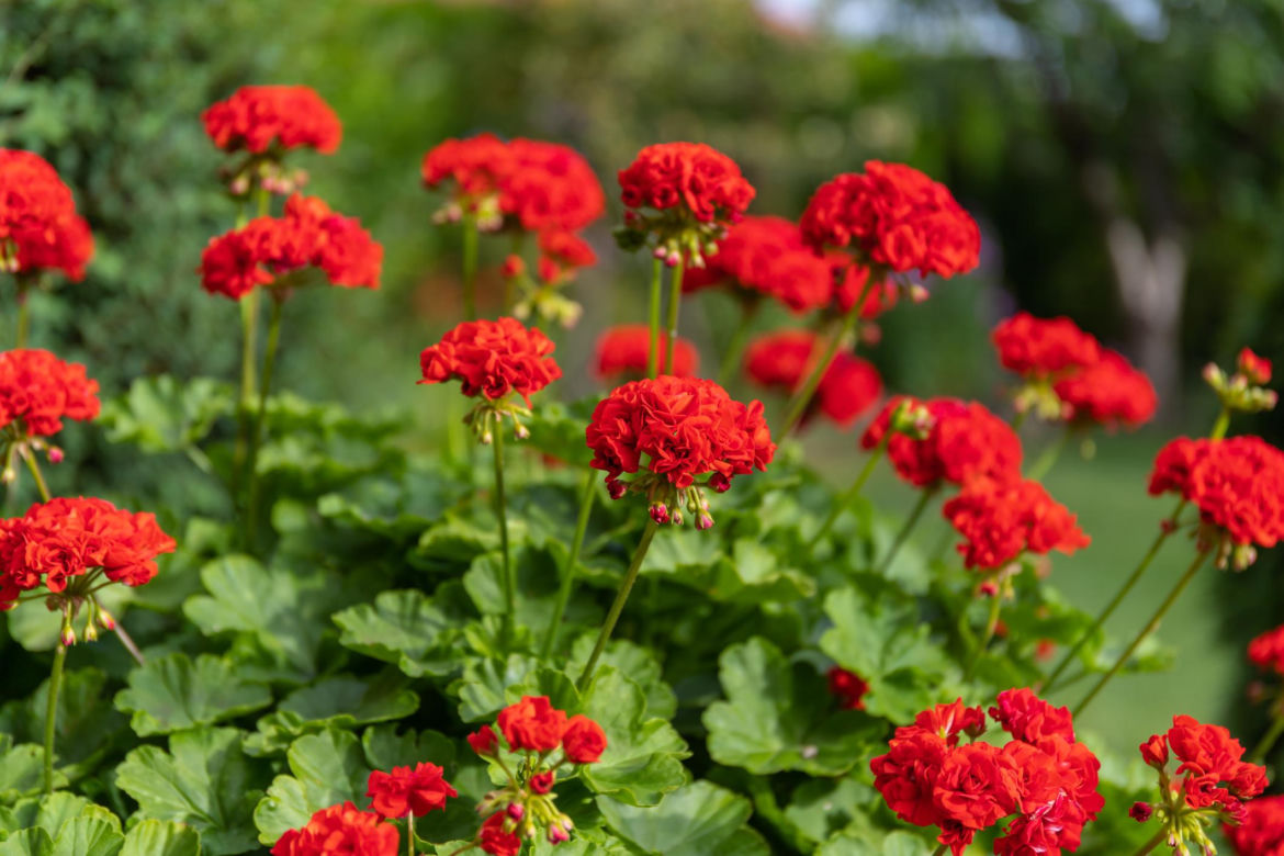 Pelargonia Calliope