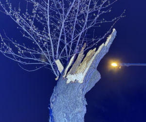 Powalone drzewa i awarie prądu w części województwa