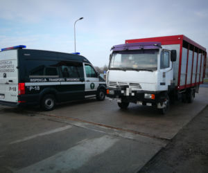 Kontrola ciężarówki przewożącej kozy