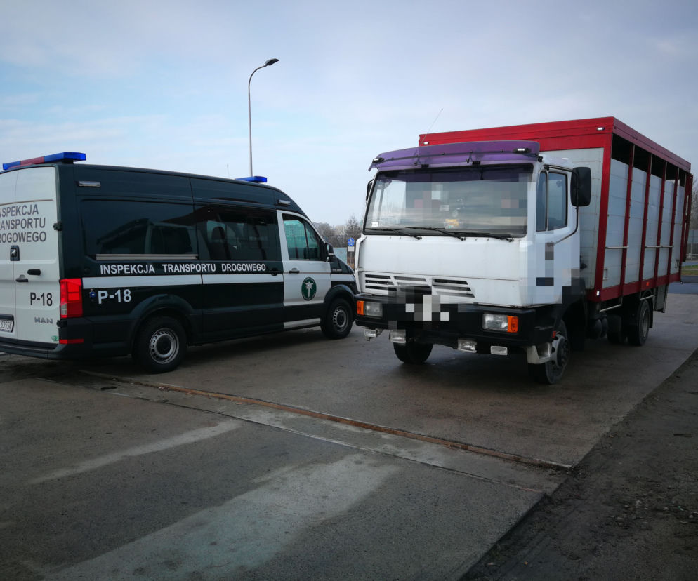 Kontrola ciężarówki przewożącej kozy