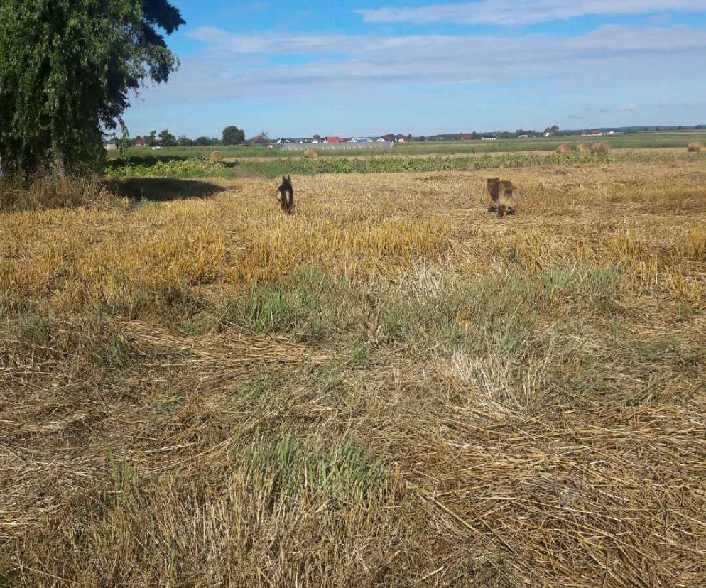 Bezpańskie psy atakują