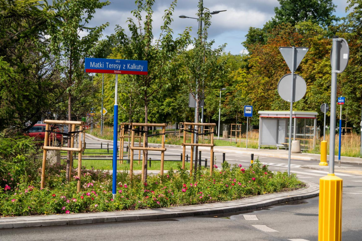 „Ale się wyciągnęła!”. Sprawdzamy, jak wygląda zasadzona w zeszłym roku miejska zieleń - ZDM Warszawa