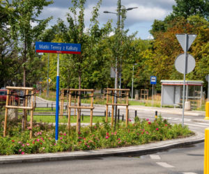 „Ale się wyciągnęła!”. Sprawdzamy, jak wygląda zasadzona w zeszłym roku miejska zieleń - ZDM Warszawa