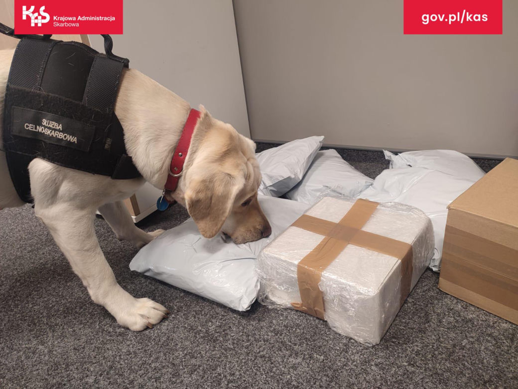Suczka Beti wywęszyła 19 kg tytoniu do palenia w paczkach kurierskich