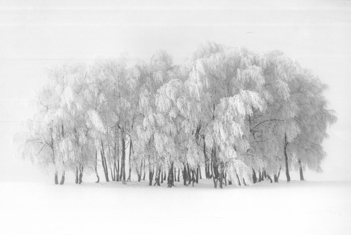 II Nagroda – Mirosław Kwolek z Nowego Sącza za fotografię „Milczenie brzóz”.