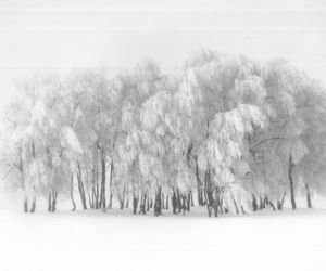 „Leśne Fotografie” rozstrzygnięte