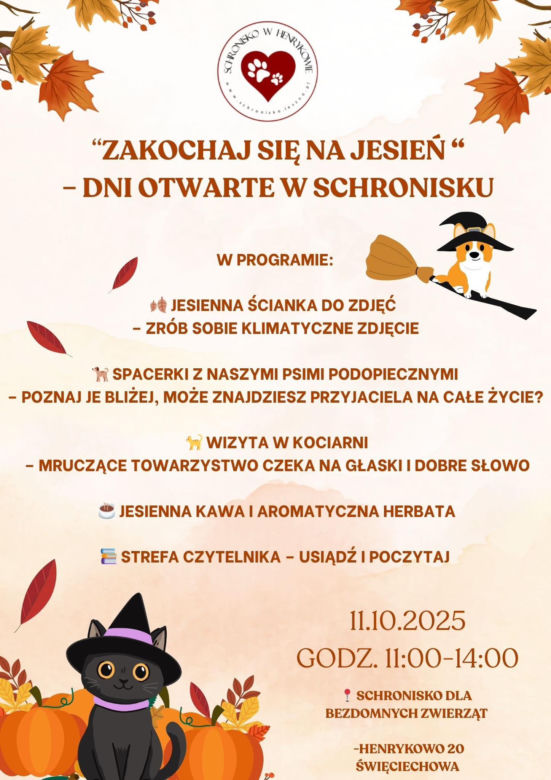 Tak dużo kotów dawno tam nie było. Schronisko w Henrykowie koło Leszna zaprasza na dni otwarte
