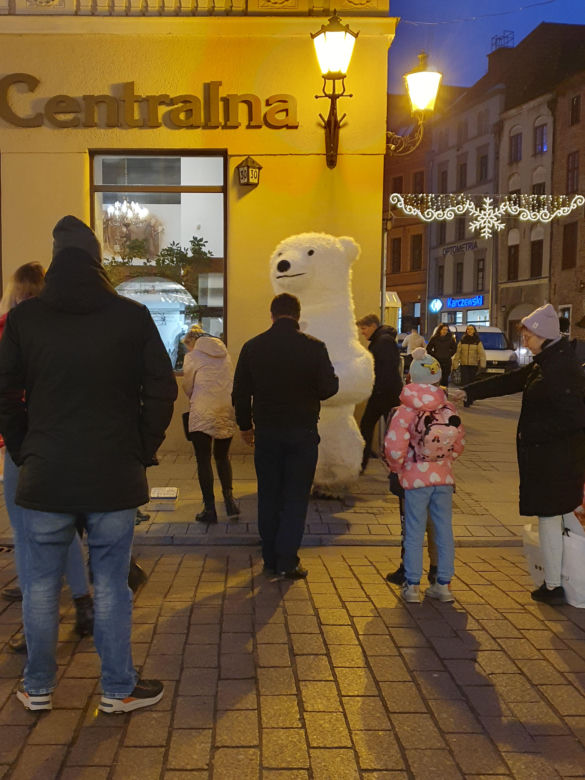 Biały Miś na toruńskiej starówce