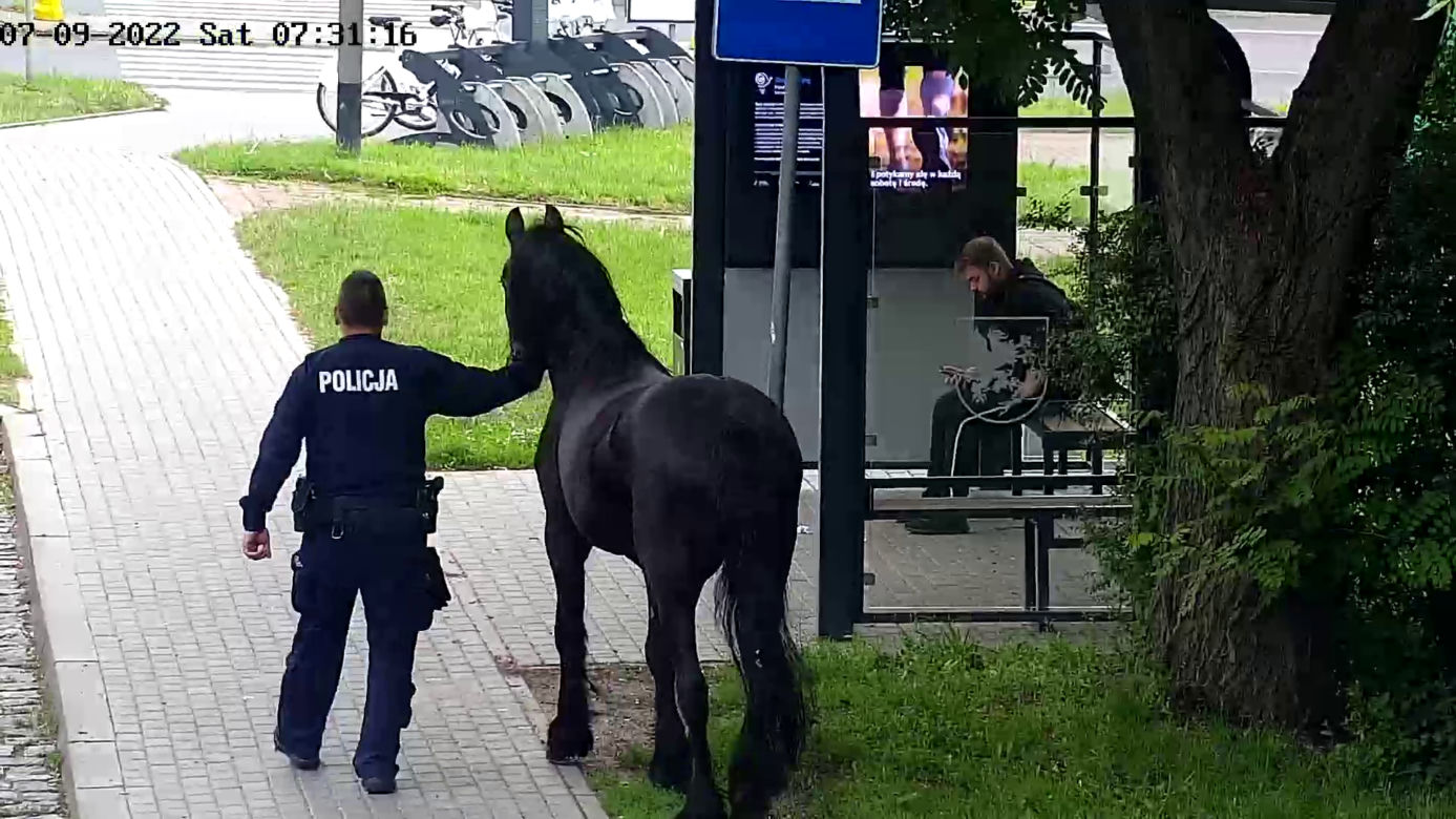 Konik na gigancie. Niecodzienna akcja w centrum Szczecinka