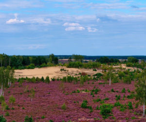 Dolny Śląsk tonie w fiolecie! Te wrzosowiska to hit na jesienny weekend