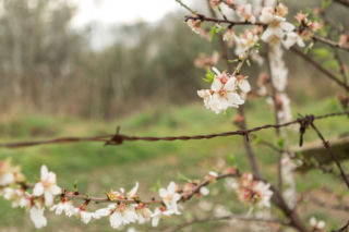 Pogodowy rollercoaster w Polsce! Wiosna tuż-tuż, ale zima jeszcze uderzy