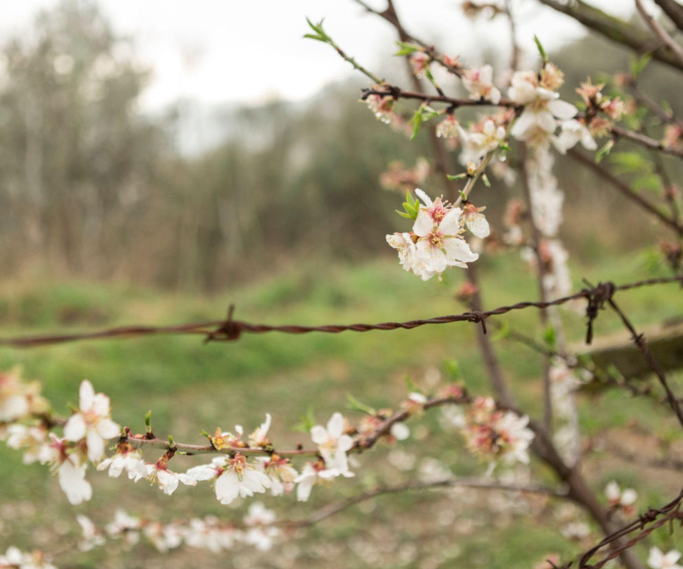 Pogodowy rollercoaster w Polsce! Wiosna tuż-tuż, ale zima jeszcze uderzy