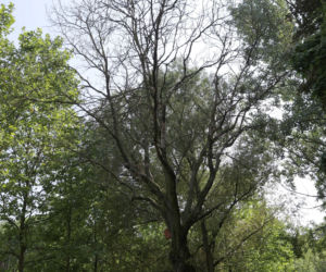 Niebezpieczne drzewa w Parku Bródnowskim. Wysokie konary grożą zawaleniem