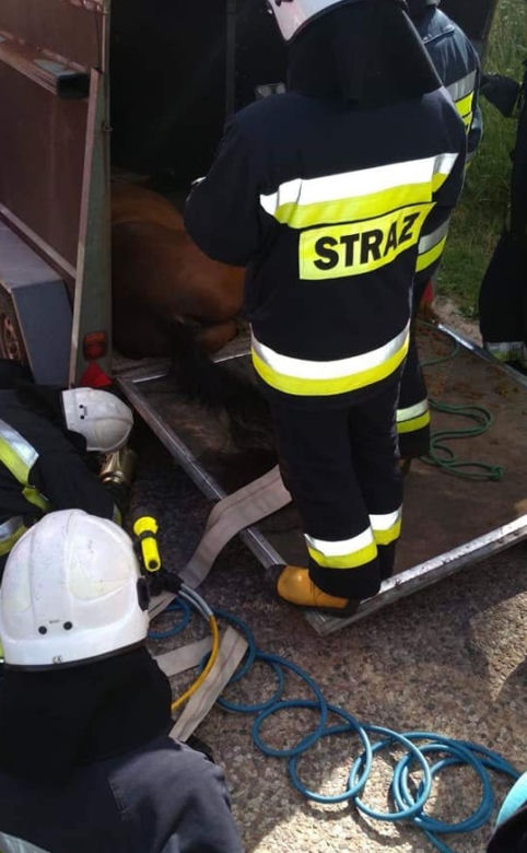 Straszliwy wypadek. Koń utknął w przyczepie, został uśpiony