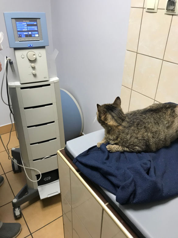Koci szpitalik w Rzeszowie? Fundacja Felineus walczy o głosy
