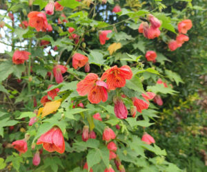 Abutilon - klonik pokojowy