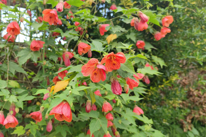 Abutilon - klonik pokojowy