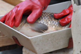 Cena karpia w Kujawsko-Pomorskiem 2025. Ile kosztuje kilogram żywej ryby z wody od lokalnych hodowców? [GALERIA]