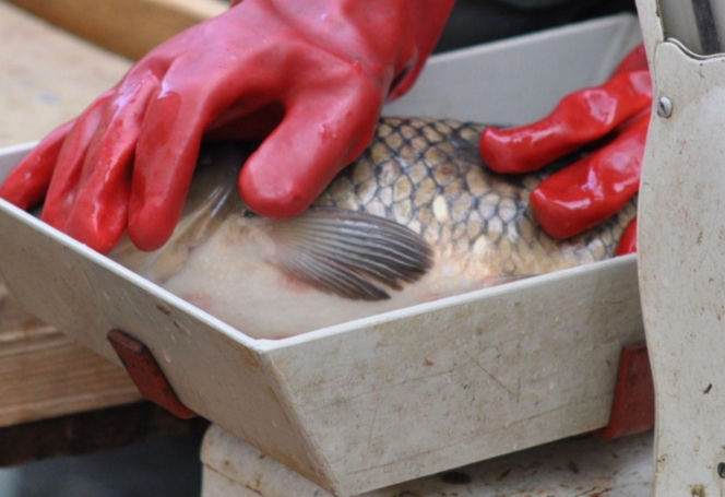 Ile kosztuje kilogram żywego karpia z wody od lokalnych hodowców?