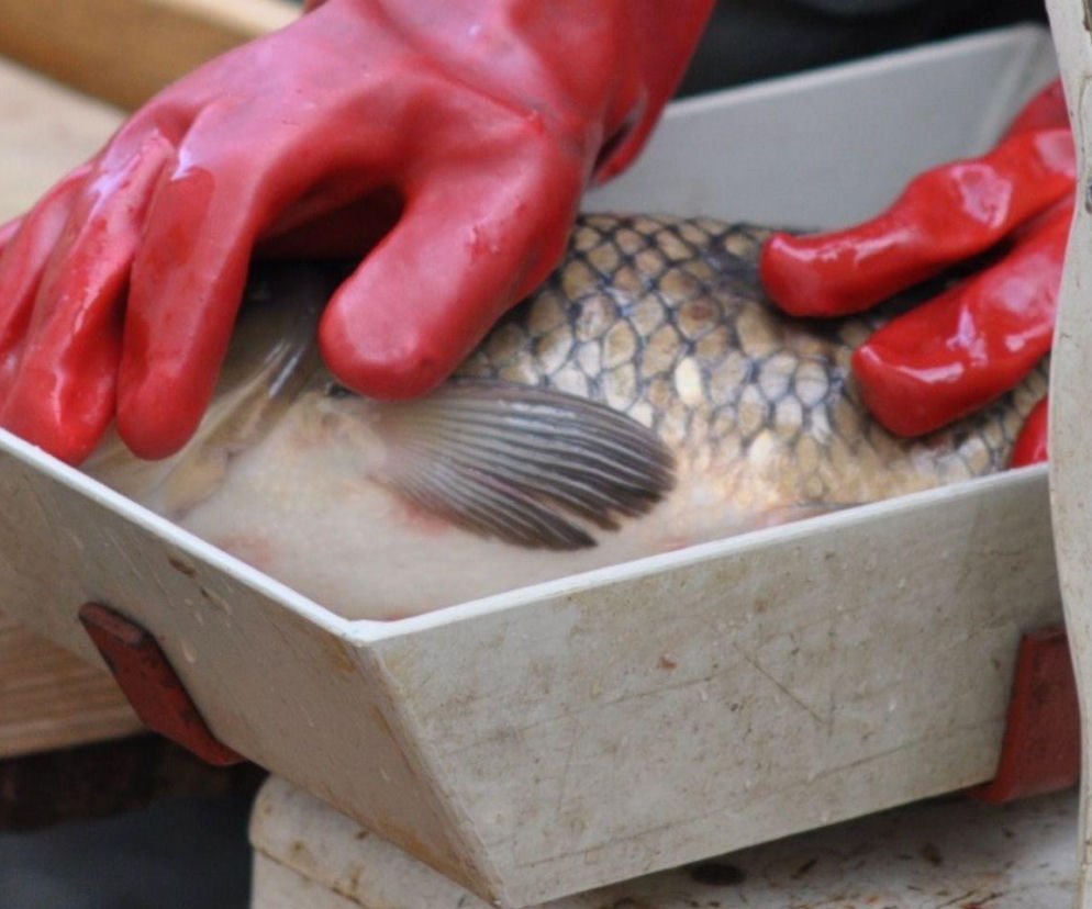 Cena karpia w Kujawsko-Pomorskiem 2025. Ile kosztuje kilogram żywej ryby z wody od lokalnych hodowców? [GALERIA]