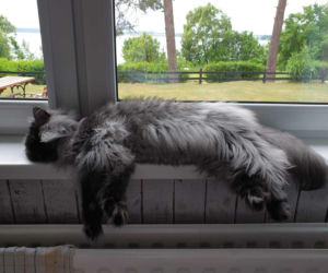 Seria brutalnych ataków na koty w Bytomiu. „Ktoś łamie im kręgosłupy”