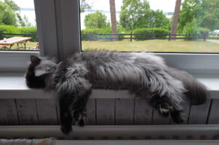 „Ktoś łamie im kręgosłupy”. Makabryczne zdarzenia w Stolarzowicach