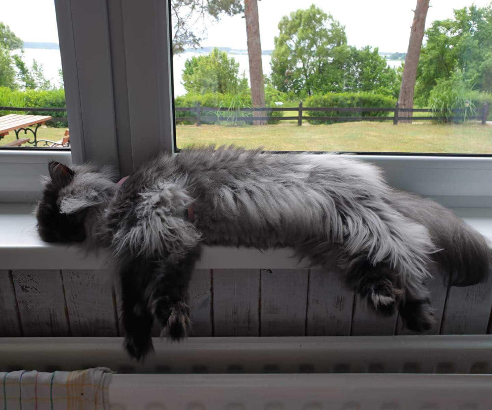 Seria brutalnych ataków na koty w Bytomiu. „Ktoś łamie im kręgosłupy”