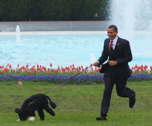 Barack Obama i Bo