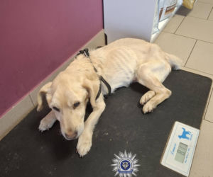 Szokująca interwencja w Chełmie