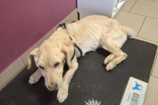 Szokująca interwencja w Chełmie