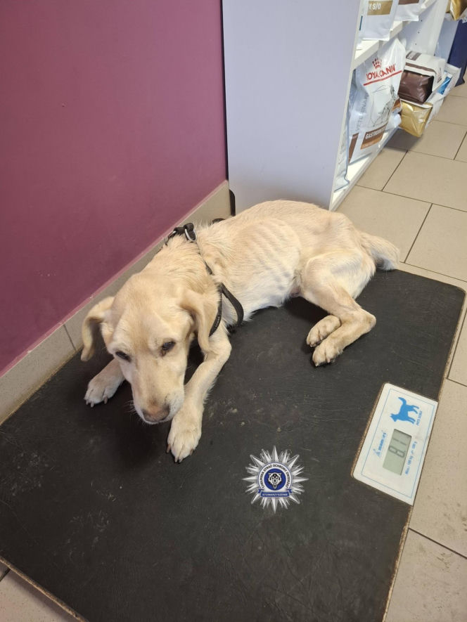 Szokująca interwencja w Chełmie