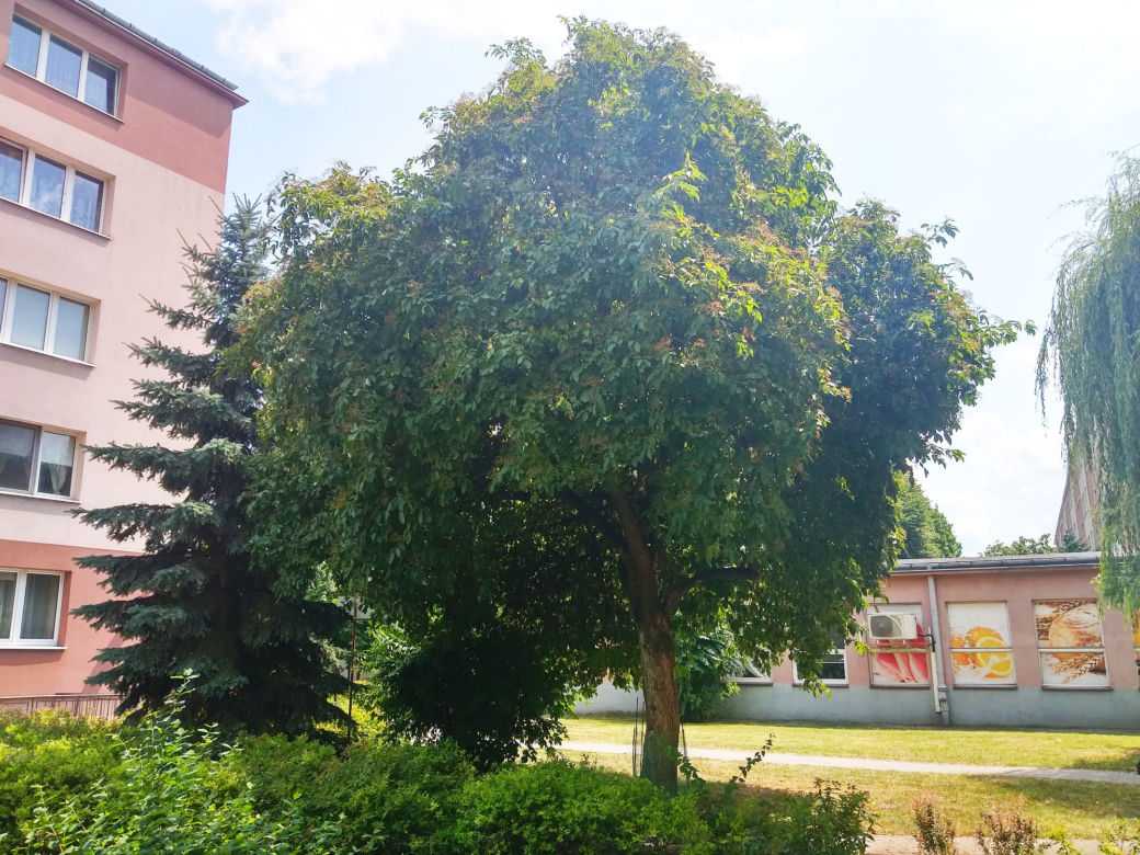 Rzeszowski bez czarny Drzewem Roku 2019