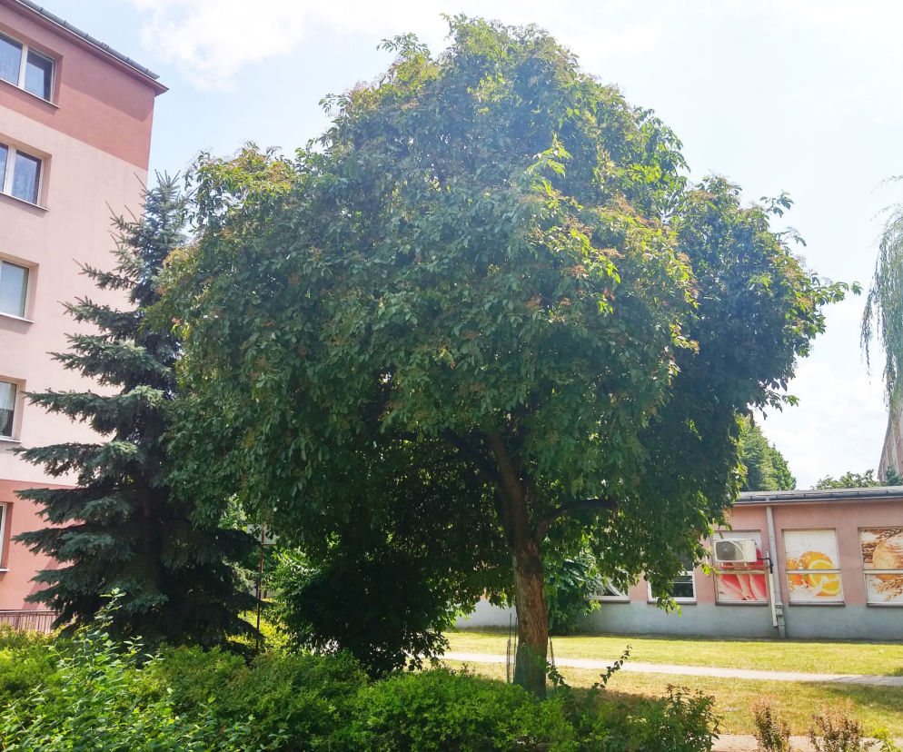 Rzeszowski bez czarny Drzewem Roku 2019