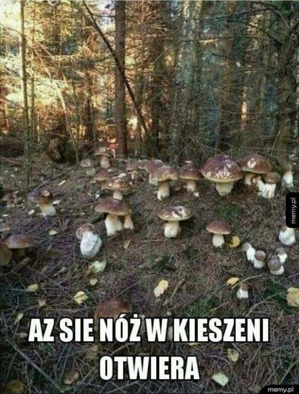 Trwa sezon na grzyby! Oto najlepsze memy o grzybiarzach!